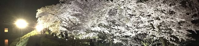 吉田ひつじ's header image