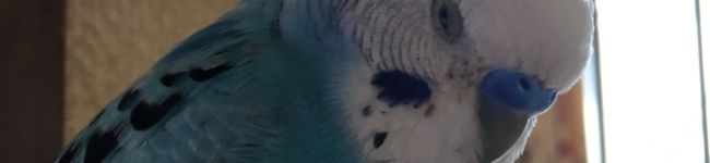 クック☆グミ's header image