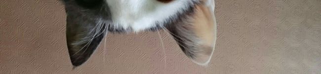 まっこうめ's header image