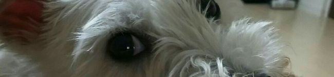 ☆☆ほのか☆☆'s header image