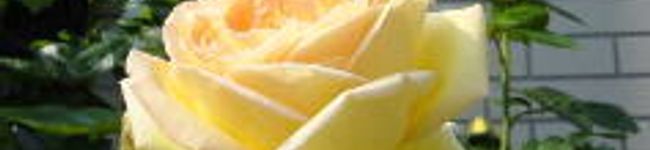トュリー's header image