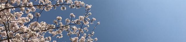 msy111's header image