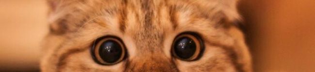 Naooo☆'s header image