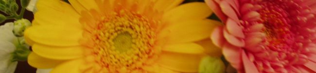 wakoshira's header image