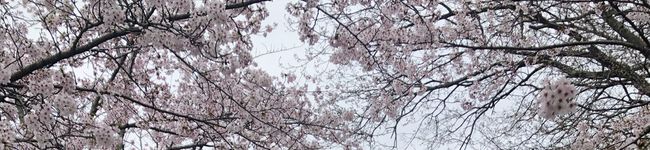 4217's header image