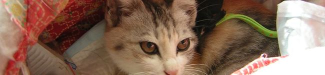 miacat's header image