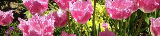 かめさん家's header image