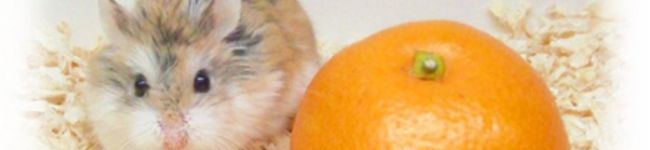 @ちんまりさん's header image
