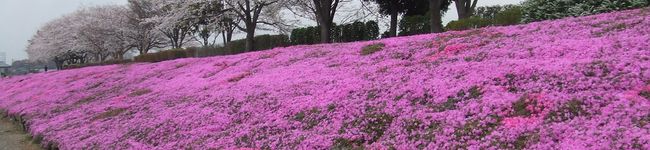 クックパパ45's header image