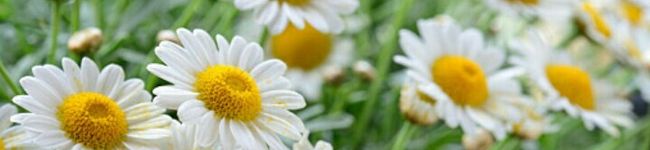 chidimi's header image