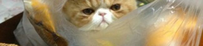 猫のアルくん's header image