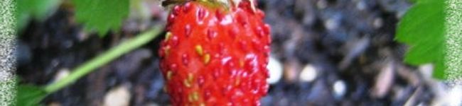 itsukichan's header image
