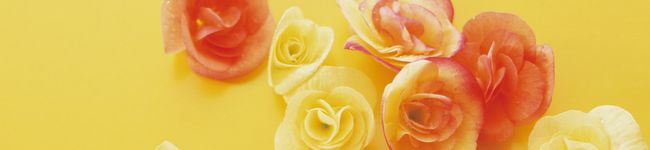 yuca*s's header image