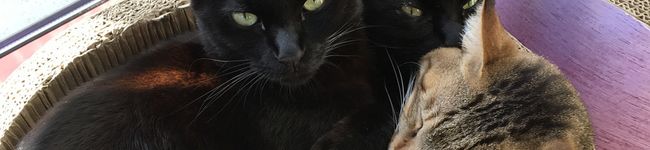 黒猫あんこ三兄弟's header image
