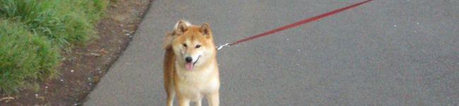むぎまる's header image