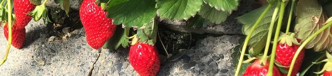 ウニちゃんママ's header image