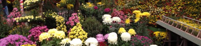 taccotto's header image