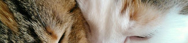 Mike猫♪'s header image