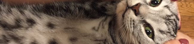 nonochaaan's header image