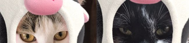 のろにゃんこ１３'s header image