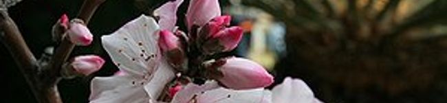 アーモンドの花's header image