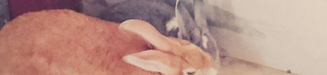 choco0312's header image