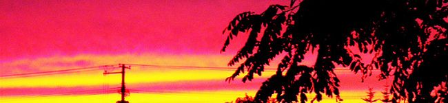 junkey's header image