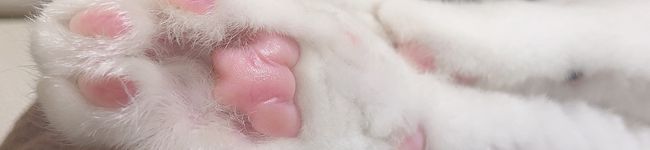 てちほさ's header image