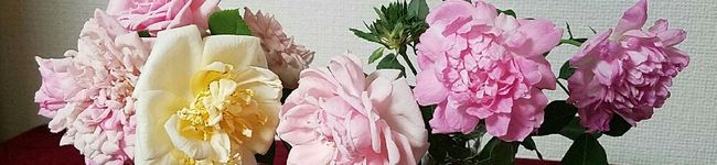 りんご。。。's header image