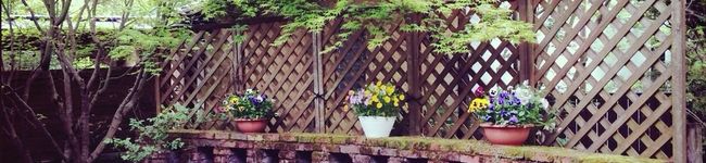 nol's header image