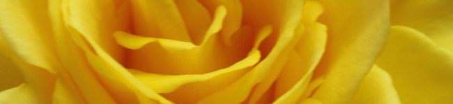 BOKKO's header image