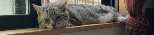 islaycat's header image