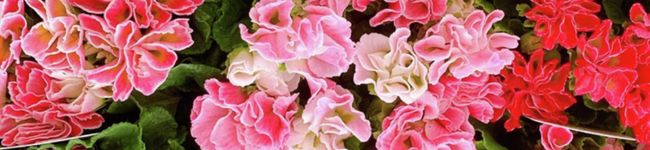 ♡年子ママ♡'s header image