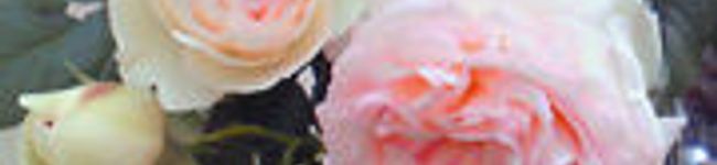 いにゅぽん's header image