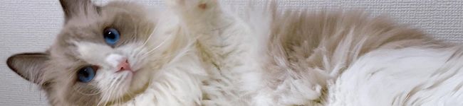 Raiちゃん．'s header image