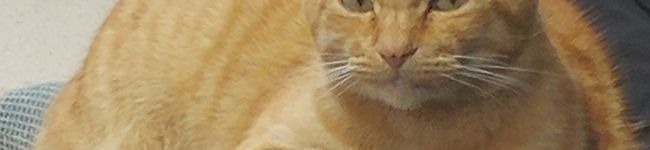 八頭司's header image
