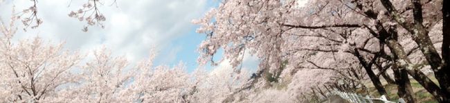 ☆ｺｺﾁﾝﾏﾏ☆'s header image