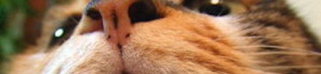 ねこますたー's header image