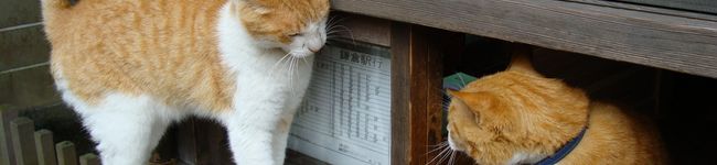 だんぼー３号's header image