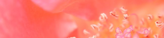 うさぽクック's header image