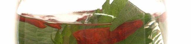 asacoi's header image