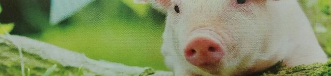 あんこ豚's header image