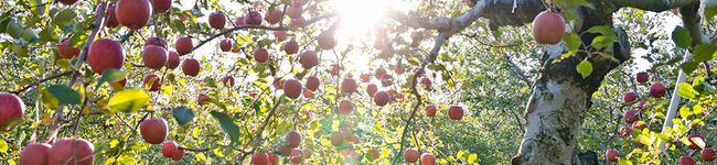 AppleFarm's header image