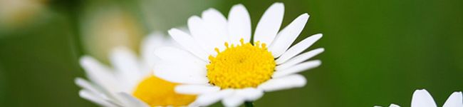 lgreen's header image