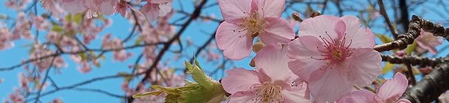 くぅ's header image