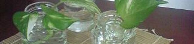 RinRinPon's header image
