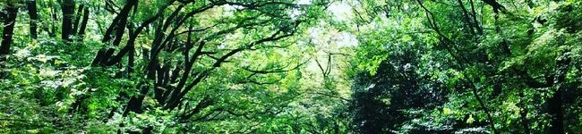 chiiipopo's header image