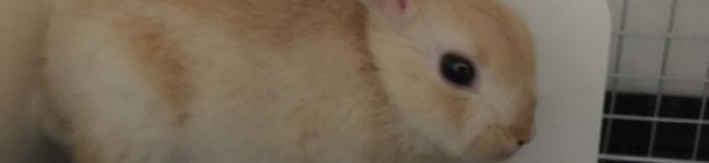 絢之弼Ｊｒ．'s header image