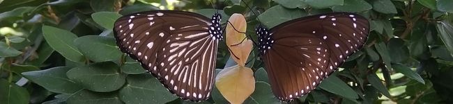 IRIEGarden's header image