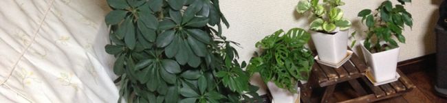 みきちょちゃん's header image
